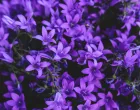 Cijeli internet priča o ovom triku za cvijeće/Free Pik