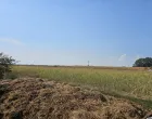 Lijevče polje, oranica, pšenica/Goran Dakić/