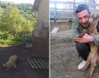 Azmir Masić, Osmače-Srebrenica, medvjed usmrtio četiri ovce/Agroklub.ba