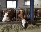 Požar na farmi /Anadolija/