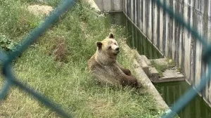 Mrki medvjed po imenu Sonja/