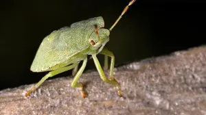 Smrdibube insekti/