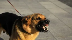 Pas/Ilustracija/Arhiv/