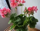 Cvatovi pelargonija ukradeni na balkonu/