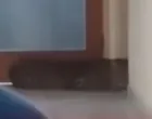 Leopard u hotelu, drama, životinja, ljuta zver/Prtsc