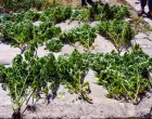 Marihuana (kanabis), puška, municija, ručna bomba, Federalna uprava policije Mostar/Fup