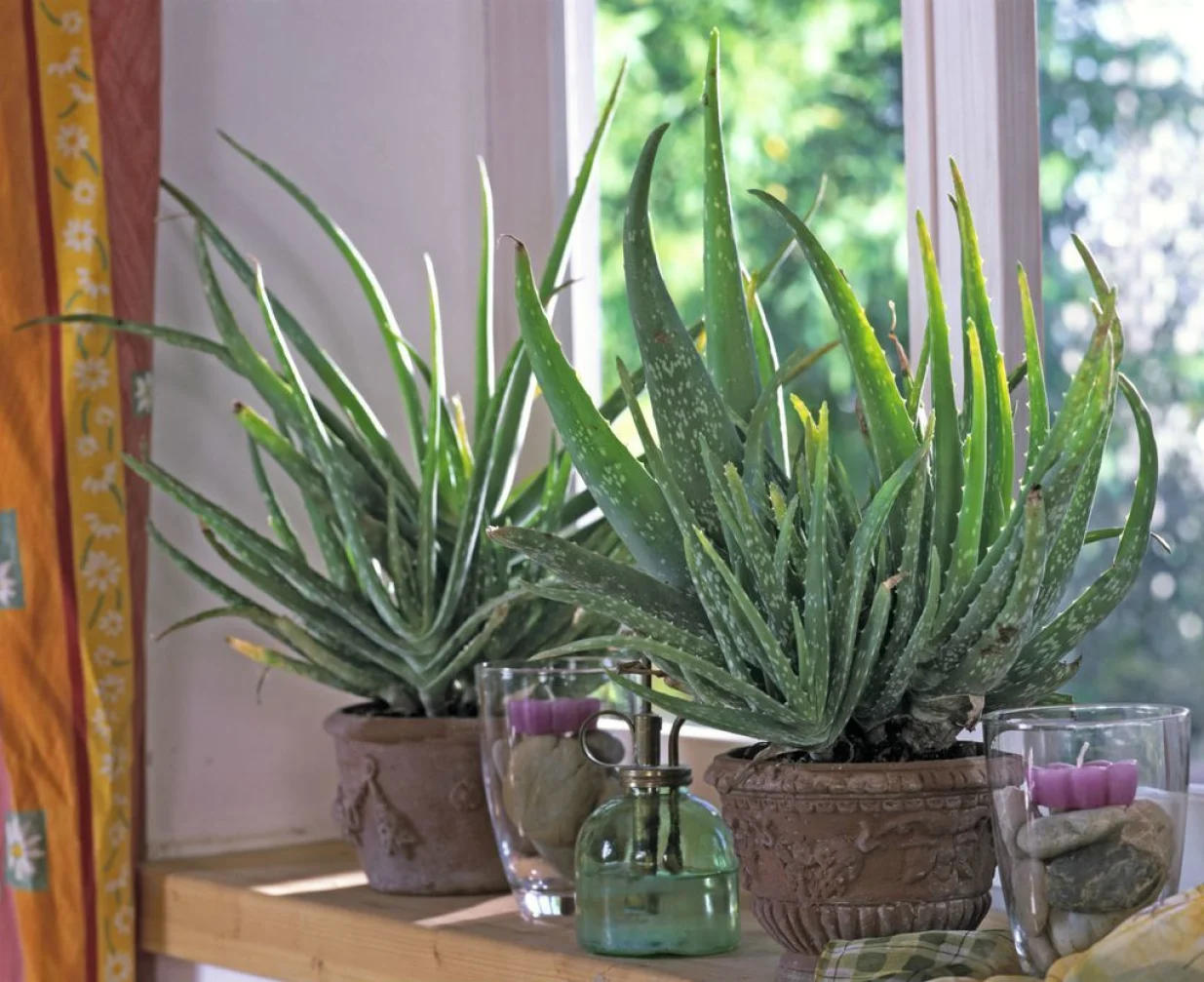 aloe vera biljka/