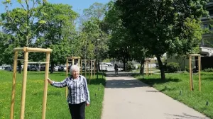 Pravilno posađena drvoredna sadnica u parku/