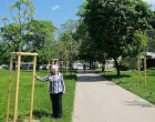 Pravilno posađena drvoredna sadnica u parku/