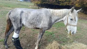 Konj Srećko dobio šansu za novi život zahvaljujući savremenoj 3D print tehnologiji/Facebook