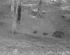 Medvjedi kod Tinje, Srebrenik/Udruženje Građana Tinja