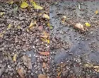 smrdibube, prijedor, raskavci, insekti, najezda/Screenshot