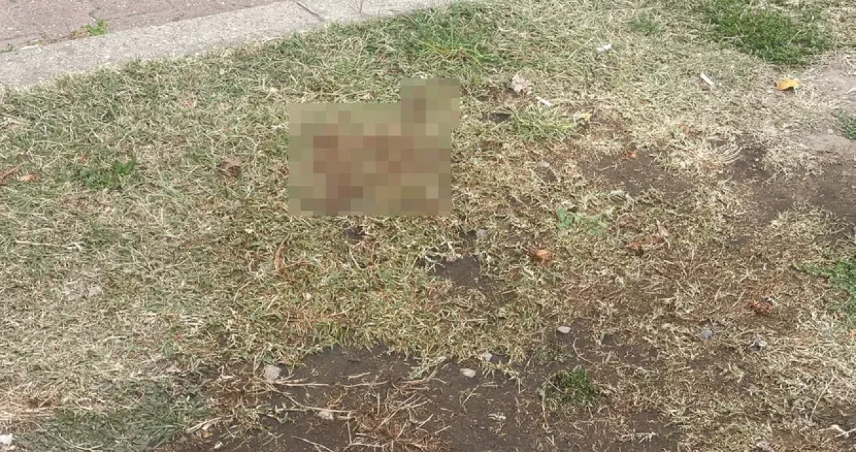 Mjesto gdje je pronađena beba/Telegraf.rs//