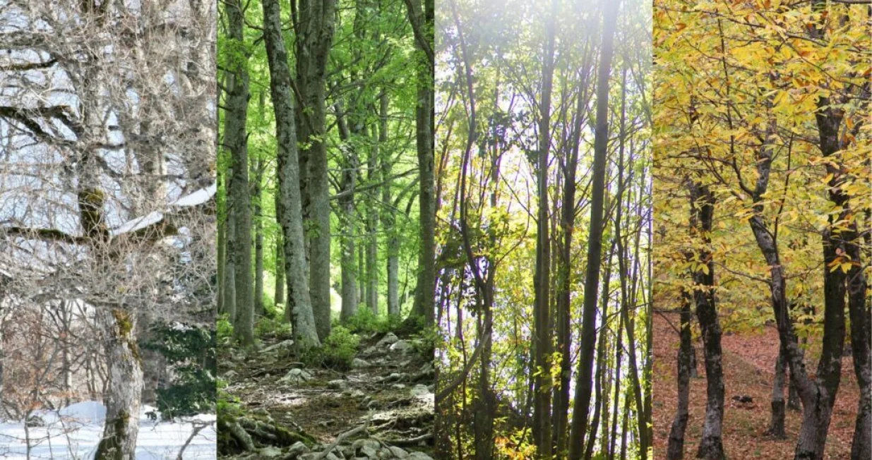 godišnja doba/Lovily