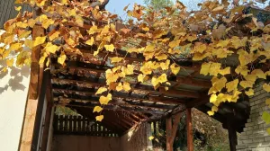 Vinova loza požutjela, grožđe sve slađe/