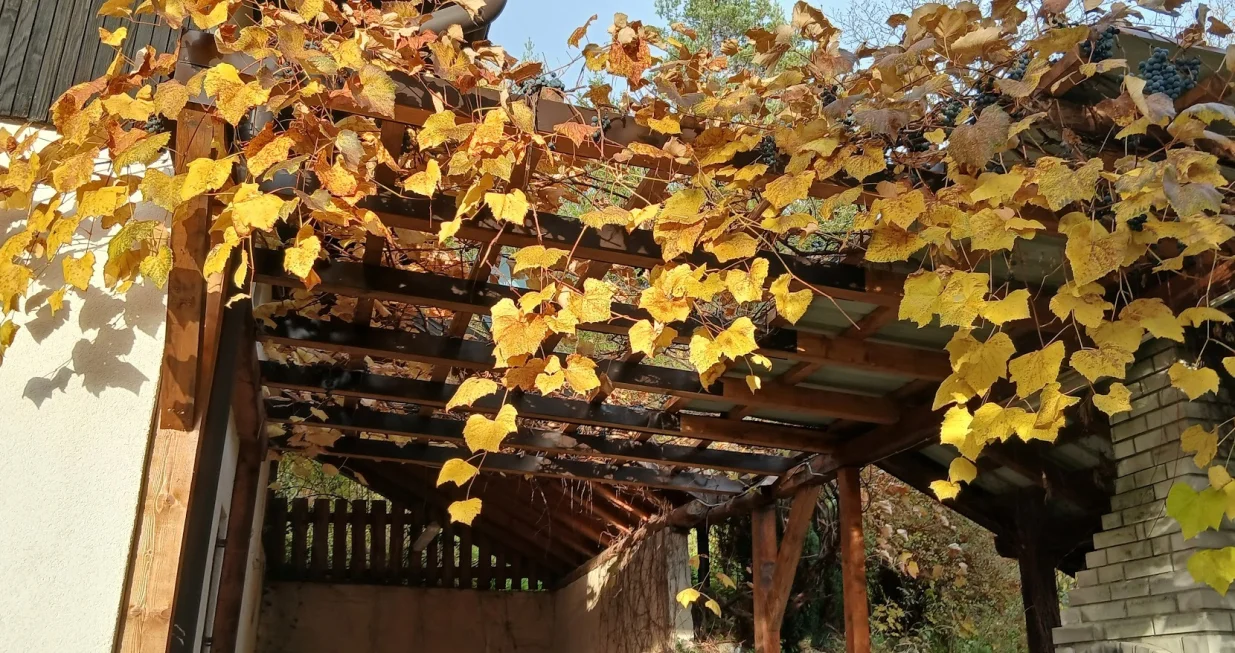 Vinova loza požutjela, grožđe sve slađe/