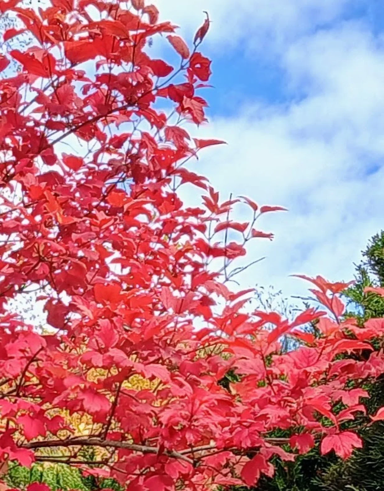 Snježna gruda u jesenjem izdanju/