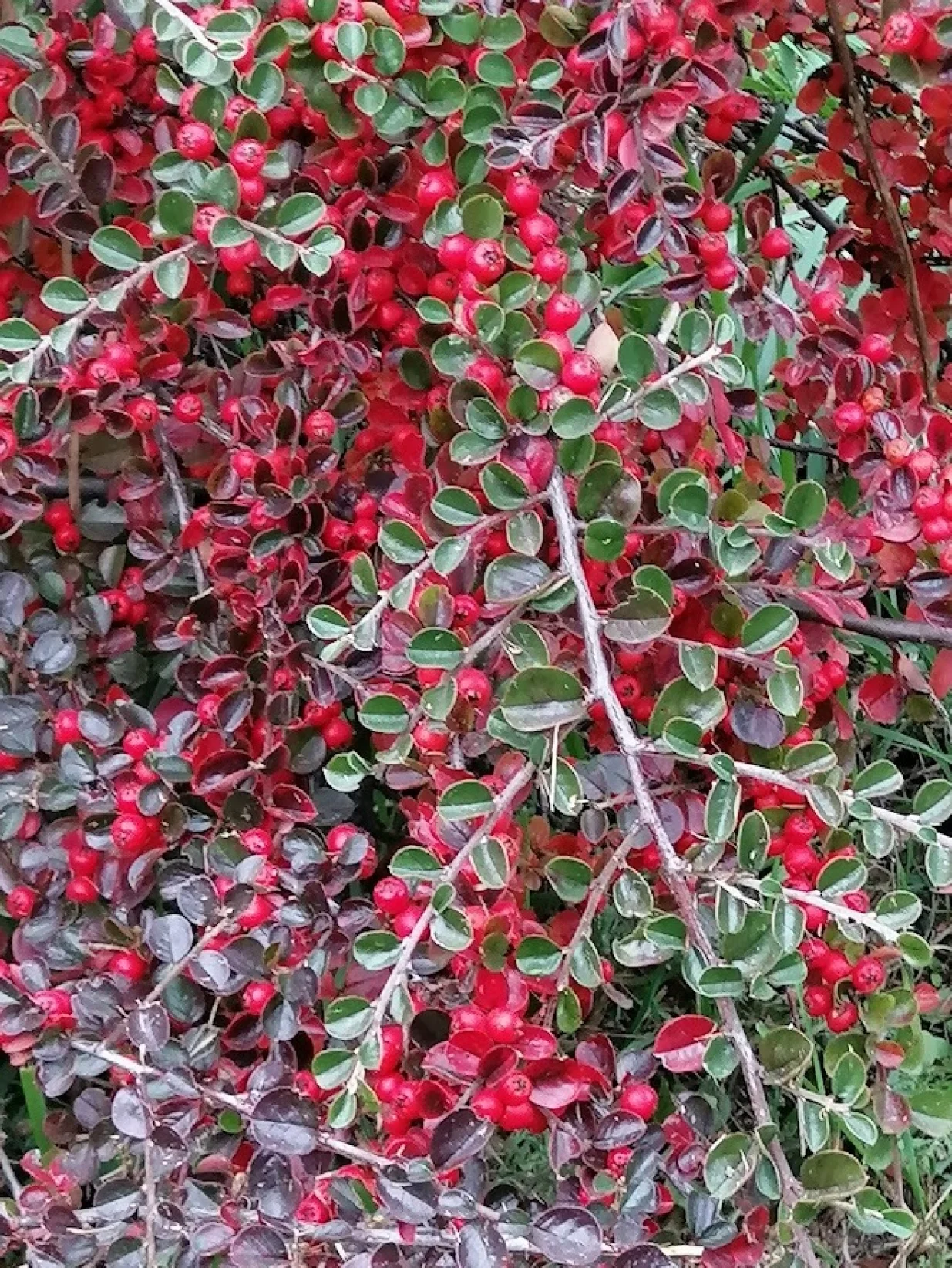 Kotoneaster raskošnih boja, plodova i listova/