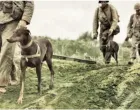 INCIDENT u Petrichu, poznat i kao "Rat psa lutalice", jedna je od najapsurdnijih epizoda u povijesti Balkana između dvaju svjetskih ratova. U listopadu 1925. običan pas izazvao je lanac događaja koji su gotovo doveli do sveopćeg rata između Kraljevine Grčke i Kraljevine Bugarske/