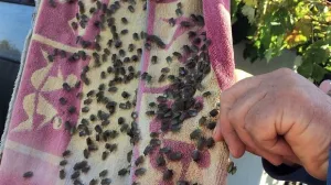 smrdibube, smrdljivi martin/agroklub.ba/Agroklub.ba