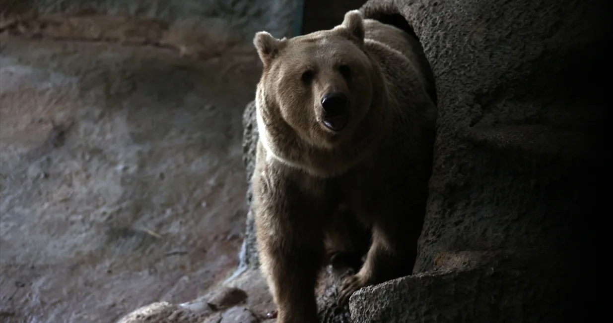 Medvjedi u Turskoj ne spavaju jer im je vruće/Anadolija/Anadolija