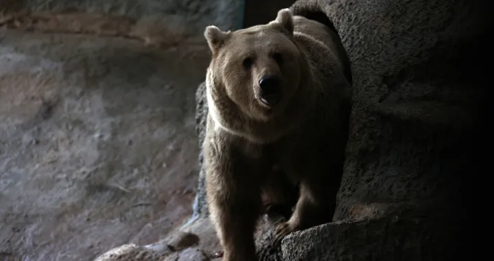 Medvjedi u Turskoj ne spavaju jer im je vruće/Anadolija/Anadolija
