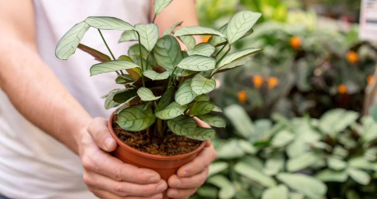 Peperomia, sobna biljka//