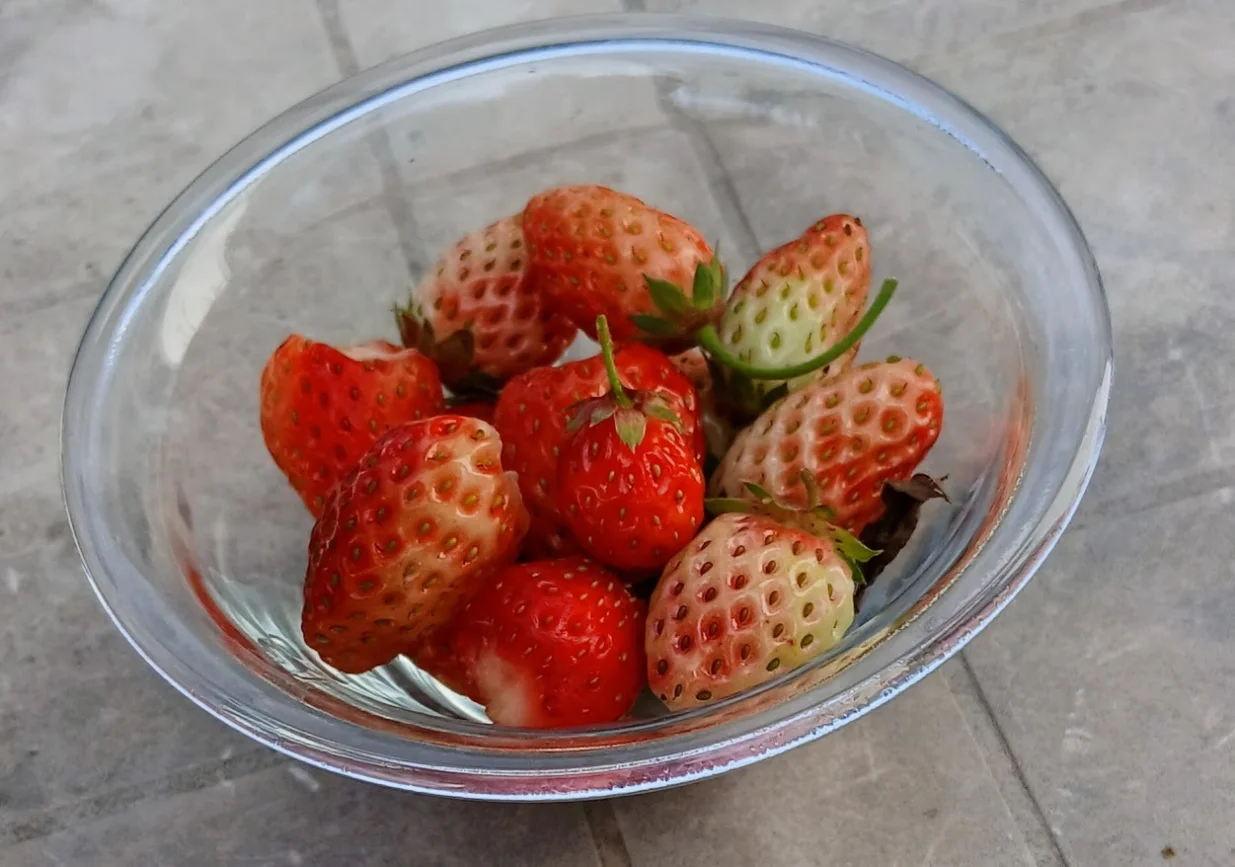 Trajnorađajuće jagode, plodovi u novembru/