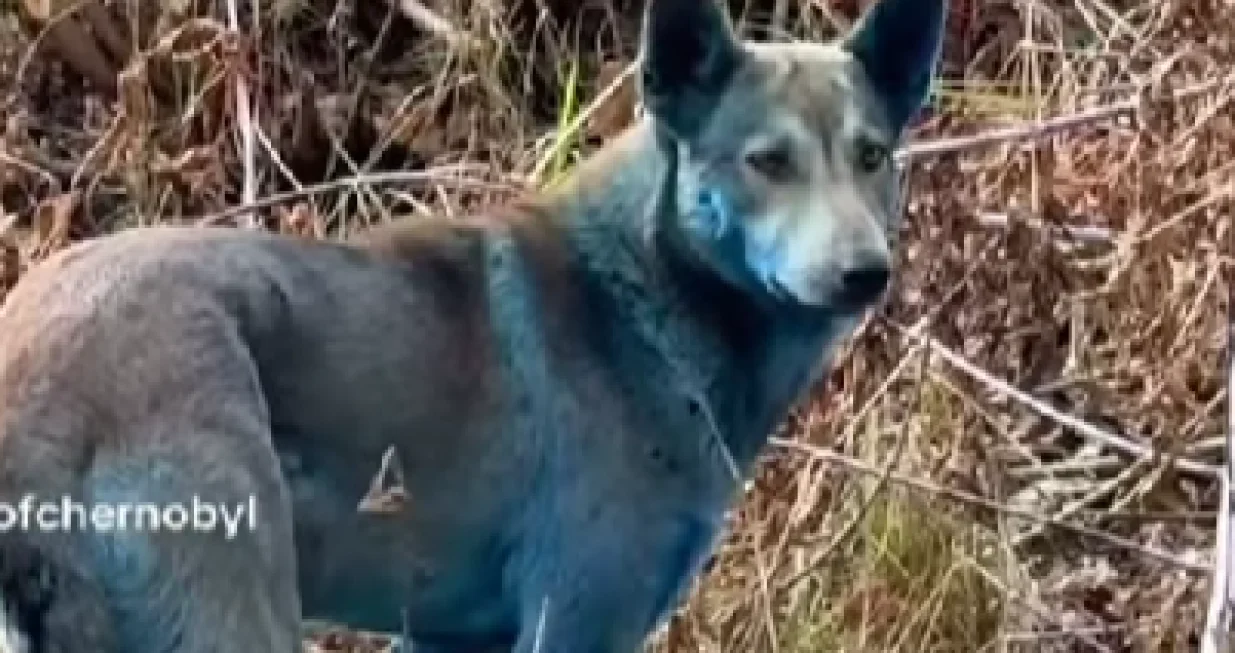 Černobil, pas, plava boja/Prtsc