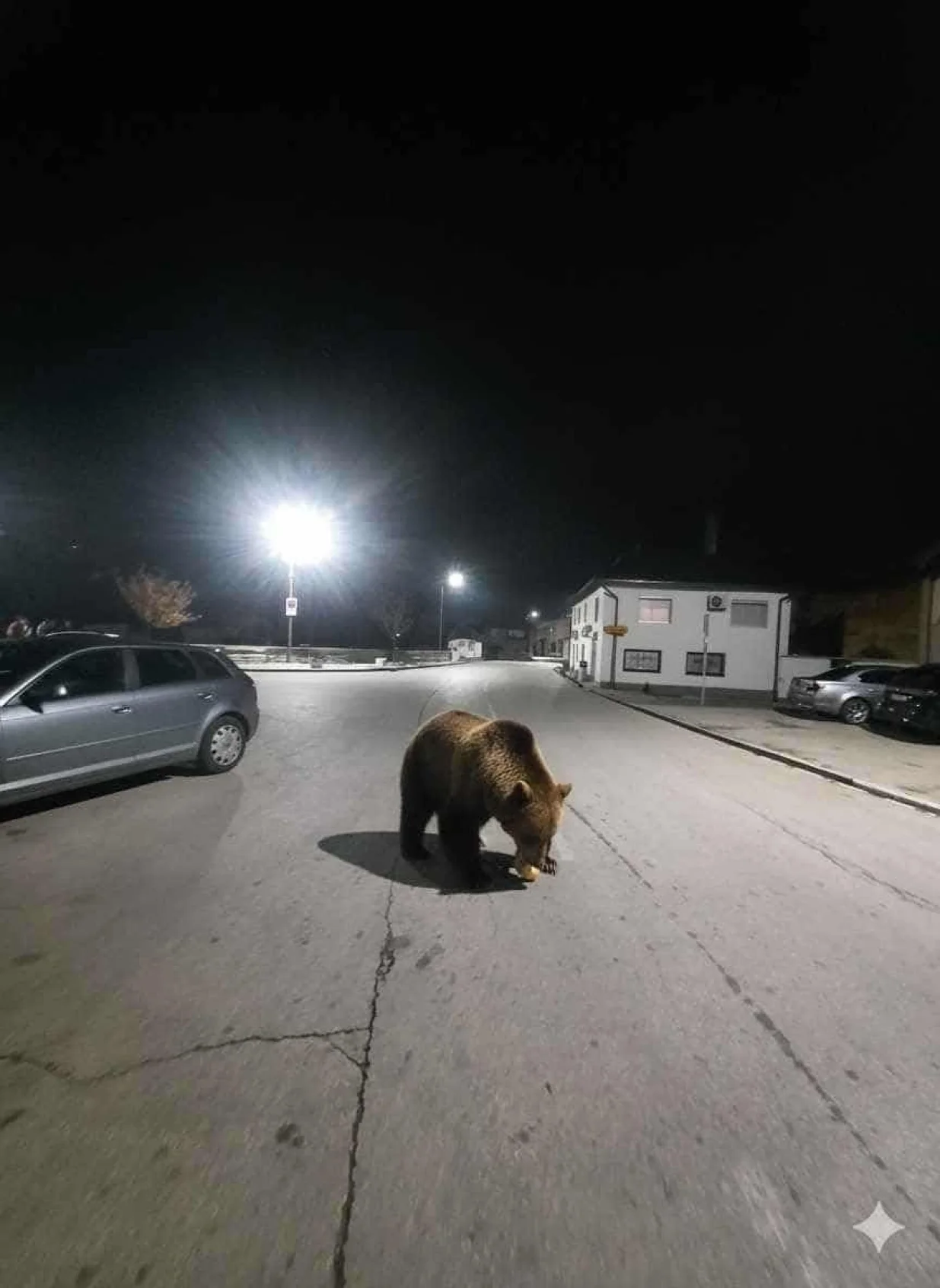 Medvjed u Busovači/Centralna.ba
