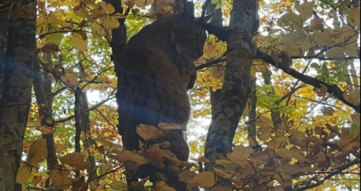 U mirnom susjedstvu u blizini grada Kičeva u Sjevernoj Makedoniji zabilježen je rijedak susret s divljim grabežljivcem – običnim risom (Lynx lynx), vrste koja je dugo smatrana gotovo izumrlom na ovim prostorima./Screenshot