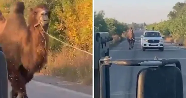 deve, deva, rat, ukrajina, ruska vojska/Screenshot