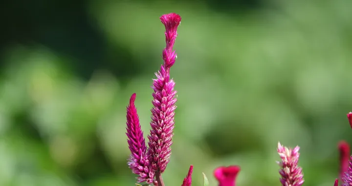 Uljepšajte dvorište/Free Pik