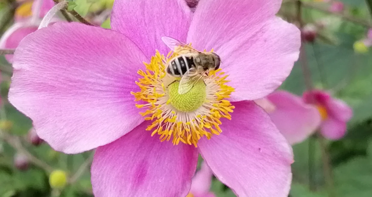 Japanska anemona, jesenja hrana pčelama/