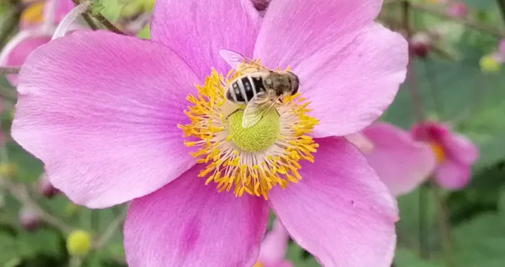 Japanska anemona, jesenja hrana pčelama/