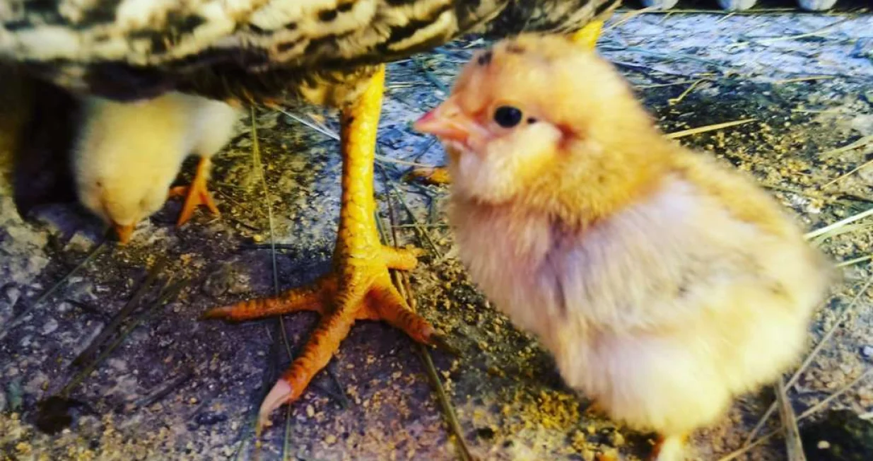 Hara pričija gripa/Ilustracija/Fena//