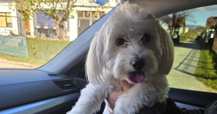 Pronađen nestali pas/Nezavisne//