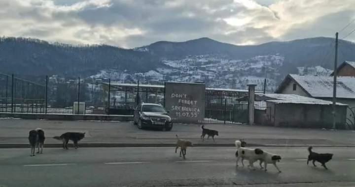 Psi lutalice u Goraždu/Goražde Online