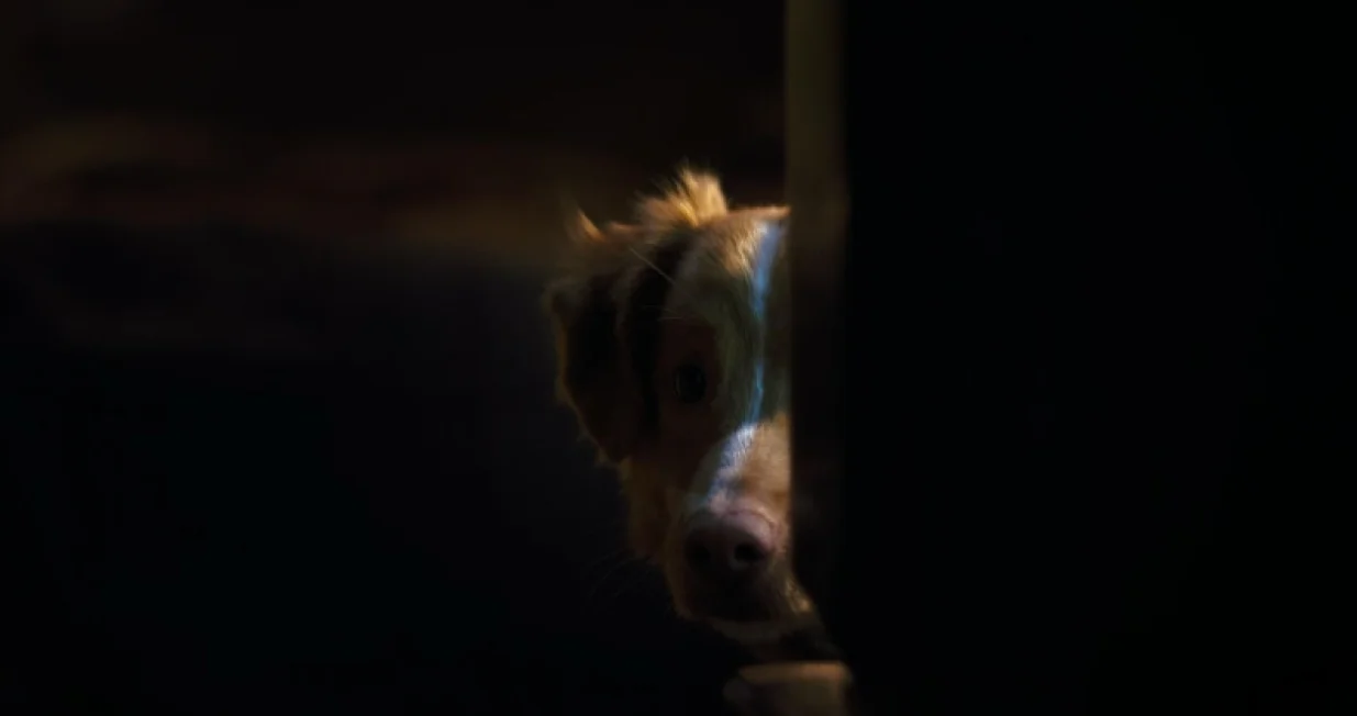 Debi američkog reditelja Bena Leonberga/