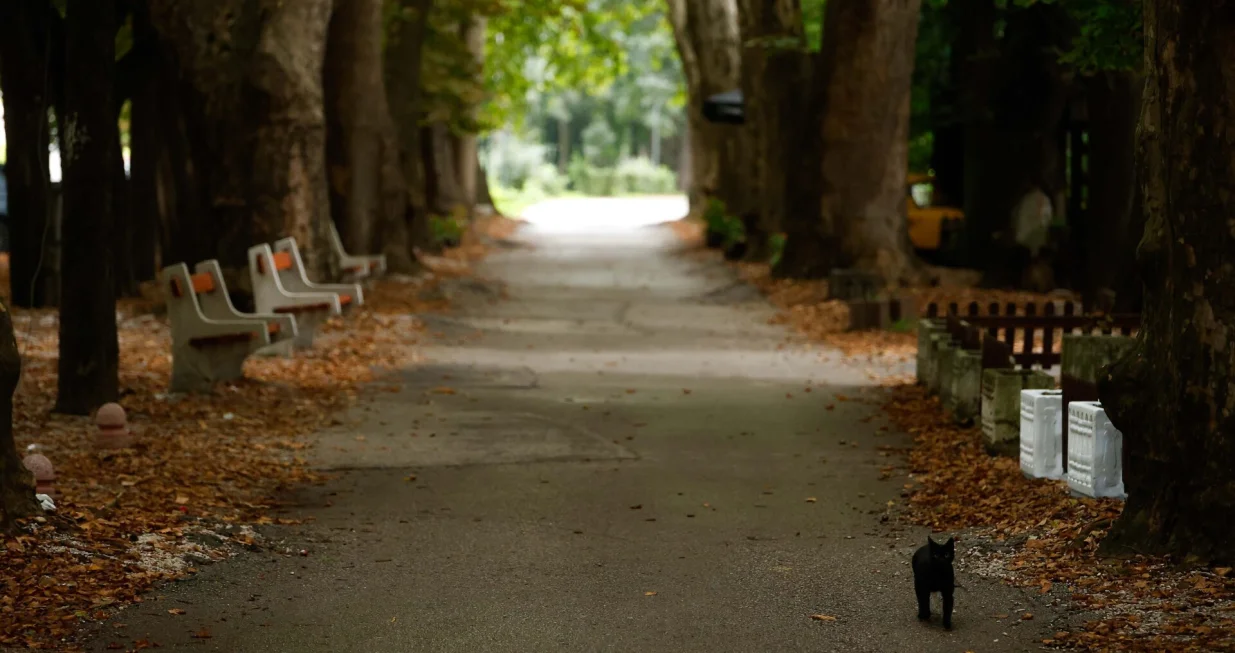 Hladno vrijeme jesen Aleja/Damir Deljo