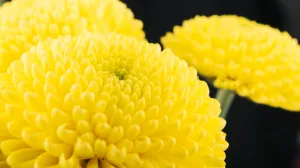 Najljepše jesenje i zimsko cvijeće/Free Pik