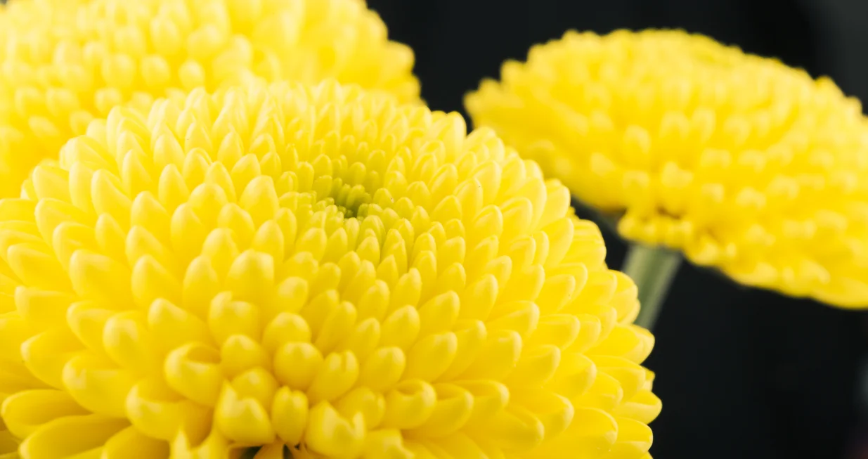 Najljepše jesenje i zimsko cvijeće/Free Pik