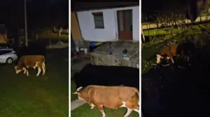 Bik mjesecima luta i plaši mještane/Dnevnik.hr