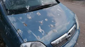 ptičji izmet automobil/