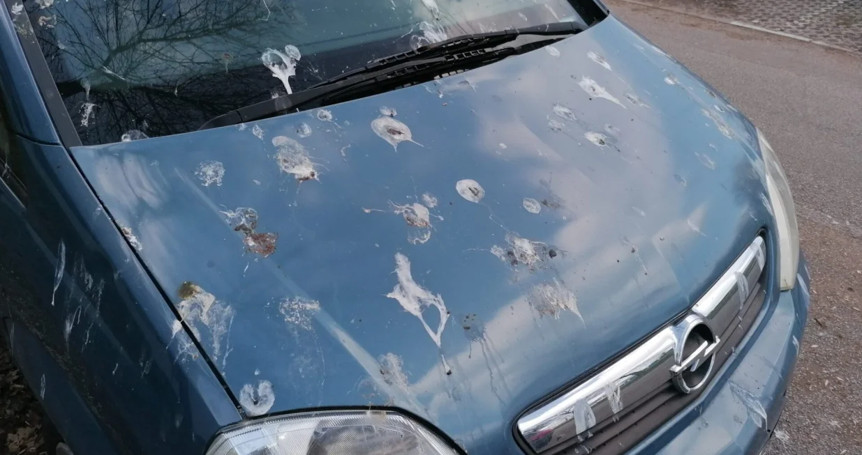 ptičji izmet automobil/
