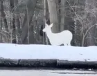 Albino jelen viđen u šumi/Reddit