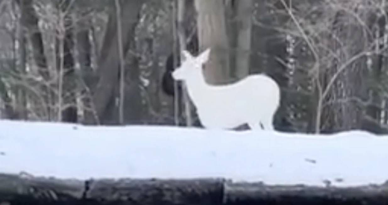 Albino jelen viđen u šumi/Reddit