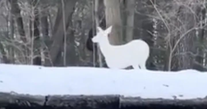 Albino jelen viđen u šumi/Reddit