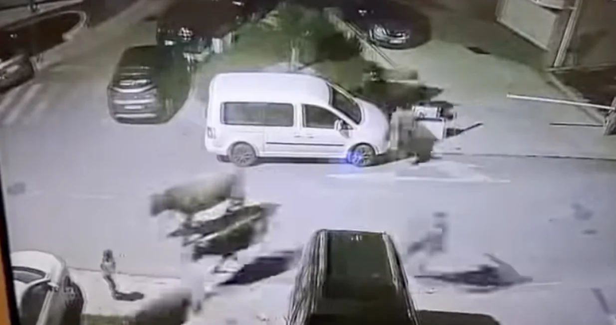 Stampedo krava kroz parking/Podgorički Vremeplov