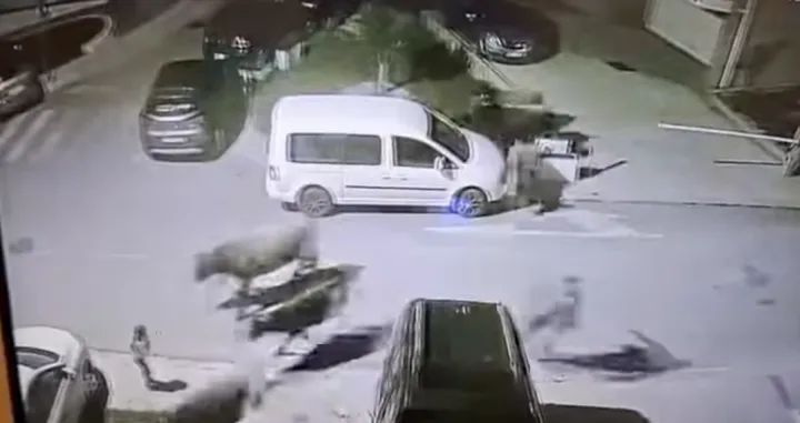 Stampedo krava kroz parking/Podgorički Vremeplov